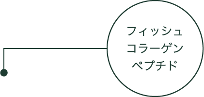 フィッシュコラーゲンペプチド