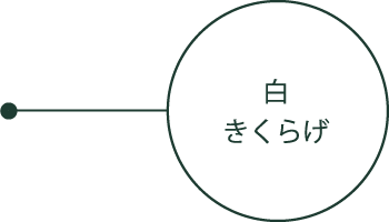 白きくらげ